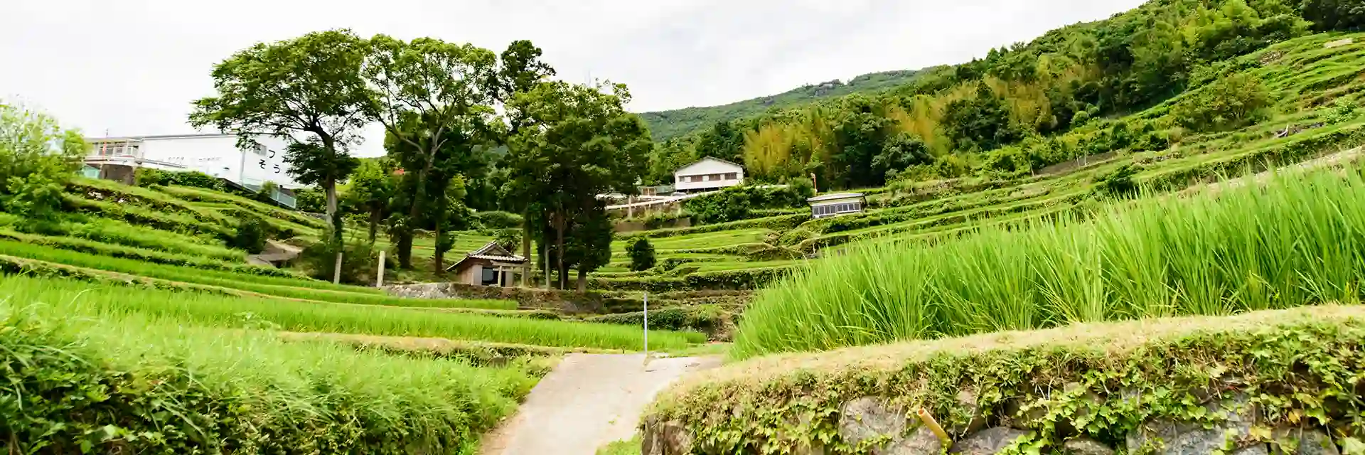 自然豊かな小豆島のオリーブ畑