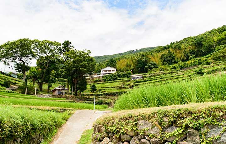 自然豊かな小豆島のオリーブ畑